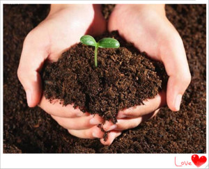 包邮纯天然草炭土泥炭土 有机土营养土 腐叶土