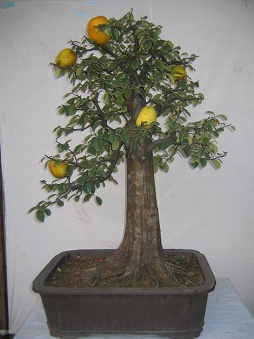 庭院植物 盆景花卉 木瓜树苗 木瓜树桩 盆景桩 