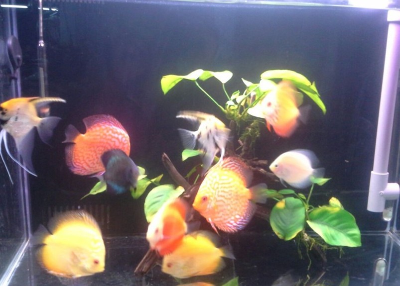 一条60元 七彩神仙鱼 七彩燕鱼 蓝松石 雪玉 红