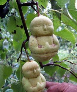 引进新品种 西游记-(人参果)果树苗 人形水果 数