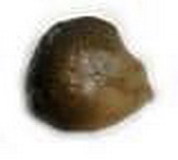 东北芥菜疙瘩淹制好煮熟的咸芥菜,烀熟的咸芥