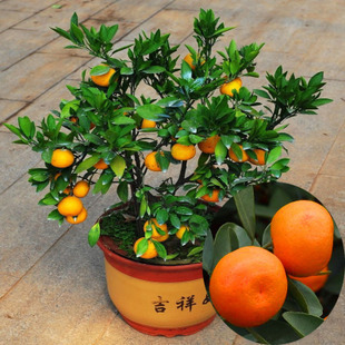 食用果树苗--四季桔 盆栽 金橘 柑橘带果 喻意大