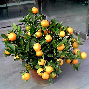 金桔树 礼品花卉 盆栽植物 小型盆栽 送礼 年霄