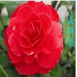 秒杀 盆栽山茶花树苗 精品茶花苗【威斯通】.年宵花卉