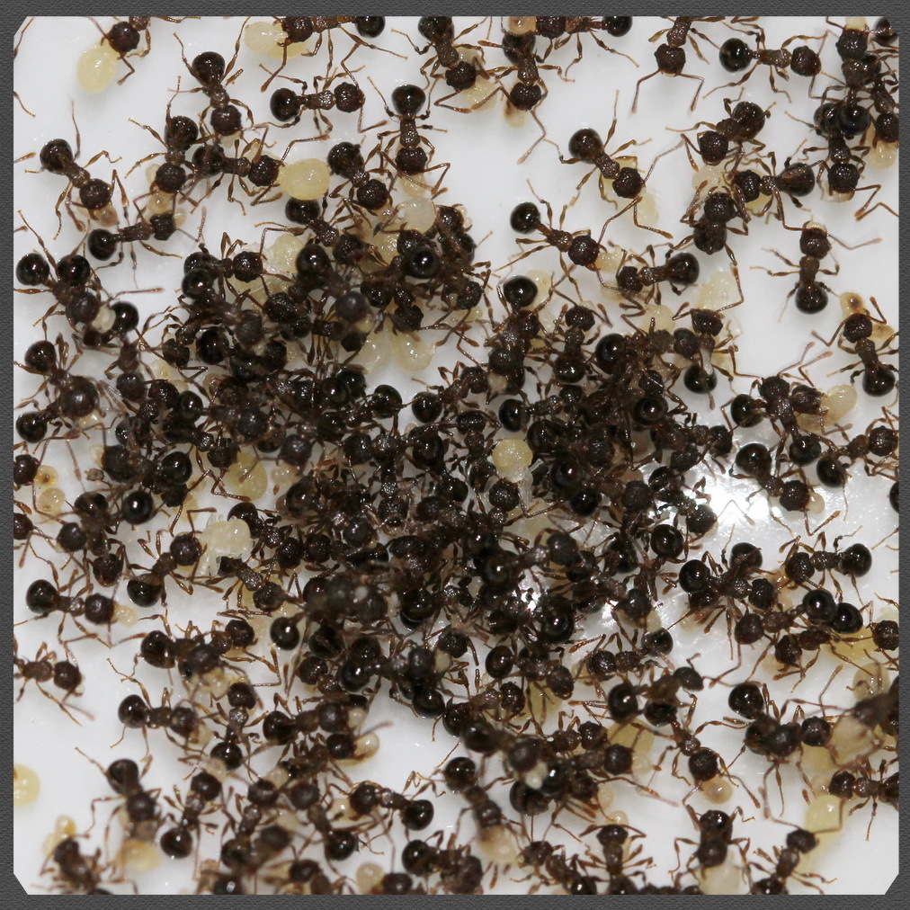 宠物蚂蚁|双针棱胸切叶蚁(pristomyrmex pungens)|200