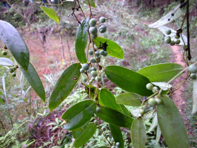 大自然深山纯野生新鲜土茯苓苗 糯饭藤苗 土茯苓苗 二