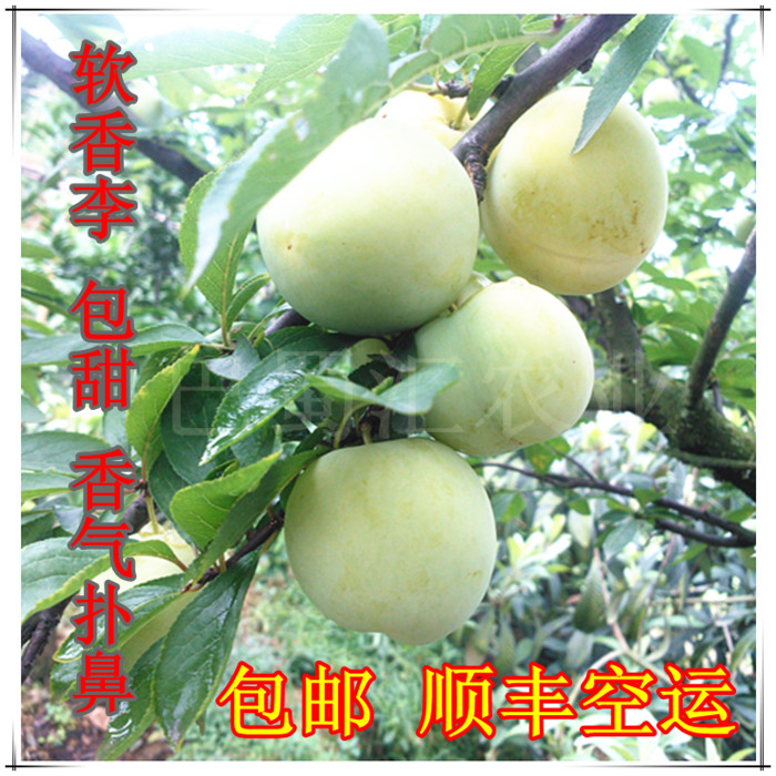 四川特产 新鲜水果 麦香李 软李子超好吃 李子 