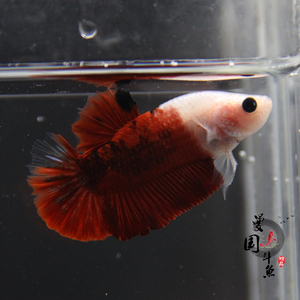曼国 展示级极品两段式 正三色koi锦鲤将军公鱼