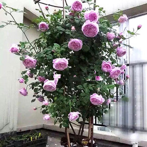 奥斯汀藤本月季 自由精神 欧月 庭院阳台爬藤月