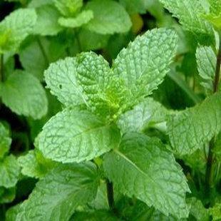 蔬菜 种子 柠檬薄荷种子 阳台 种菜 盆栽 家庭种