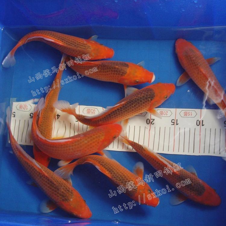 15-30cm赤松叶锦鲤鱼苗 日本锦鲤鱼苗批发观