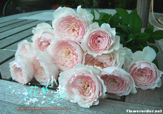 欧月 灌木月季 美咲