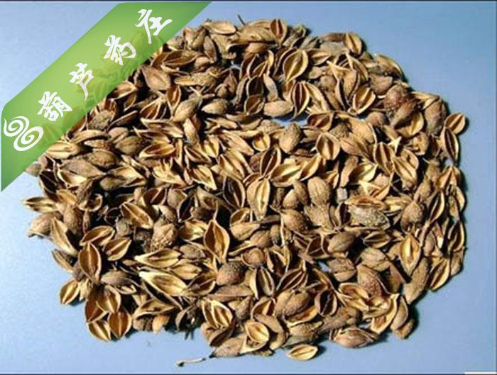 连翘茶中药材连翘茶青翘黄翘正品保障清热消肿