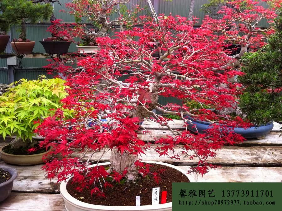 红枫盆景 盆栽 日本小叶红枫 出猩猩红枫 原生出