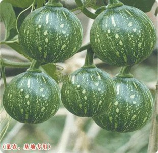 寿光蔬菜 青皮一串铃南瓜种子 绿色玲珑二号小