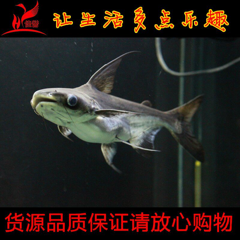 <em>热带</em>鱼观赏鱼成吉思汗鲨鱼进品<em>汗</em>鲨淡水鱼呆混