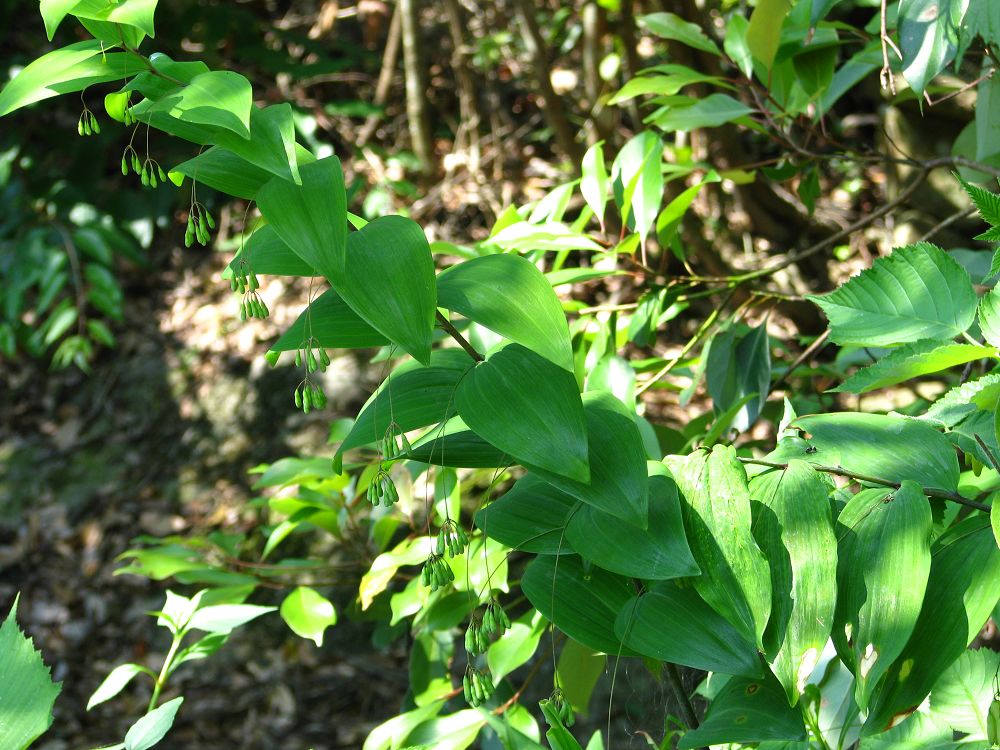 黄精苗 野生鸡头黄精5-7年种块 武功山传统补益药 10元/块