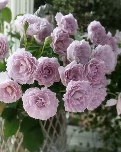 卓月花园 蜻蜓 月季扦插苗 有花友反馈图优惠价999元,卓月花园精心为您挑选-麦尔网购导航-网购宝