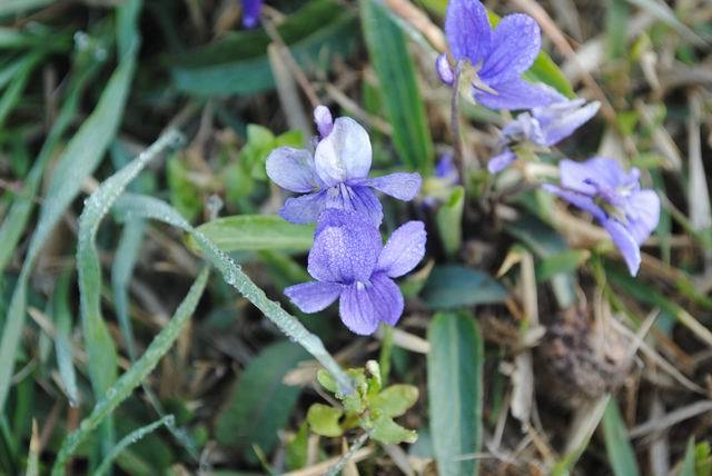 小兰花鸢尾 庭院植物 萧山花木城苗木批发价