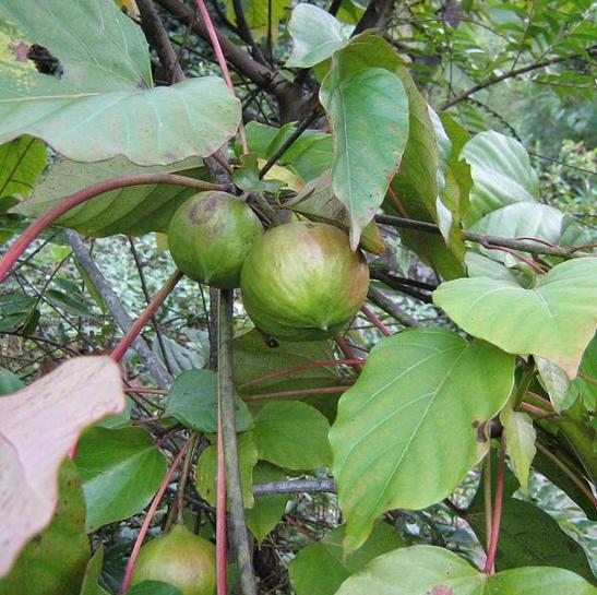 新鲜现采野生 桐油根 木油树千年桐 除痰催吐