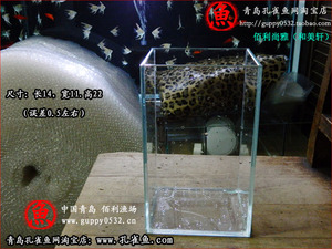 泰国斗鱼缸 孔雀鱼缸 狮王 半月 将军 搏击 大耳