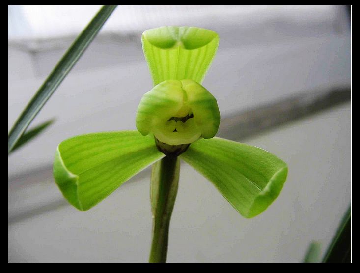 【华辉兰苑】兰花 春兰梅瓣 水仙瓣 — 汪字 5