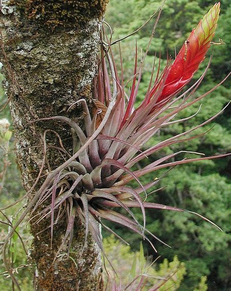 空气凤梨 tricolor三色花 (有花苞) 空凤 花花公子