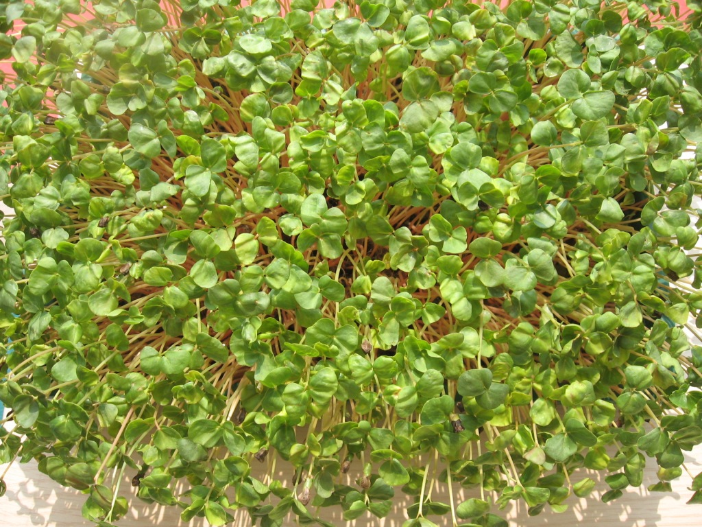吴越菜菜籽正品院装
