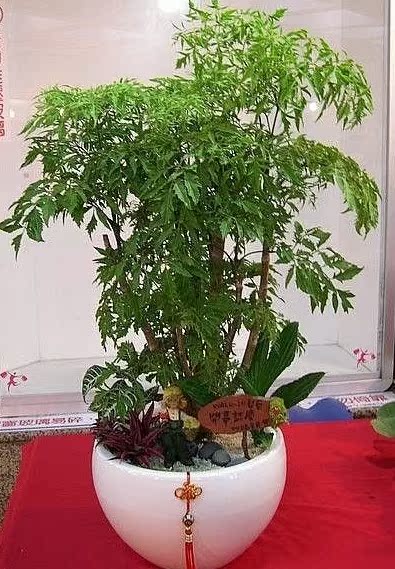 福禄桐组合绿植花卉盆栽客厅精品美盆栽绿植创意盆景室内植物盆栽