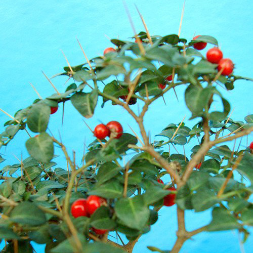 小叶虎刺 虎刺盆景 绿色植物 防辐射植物|一淘网