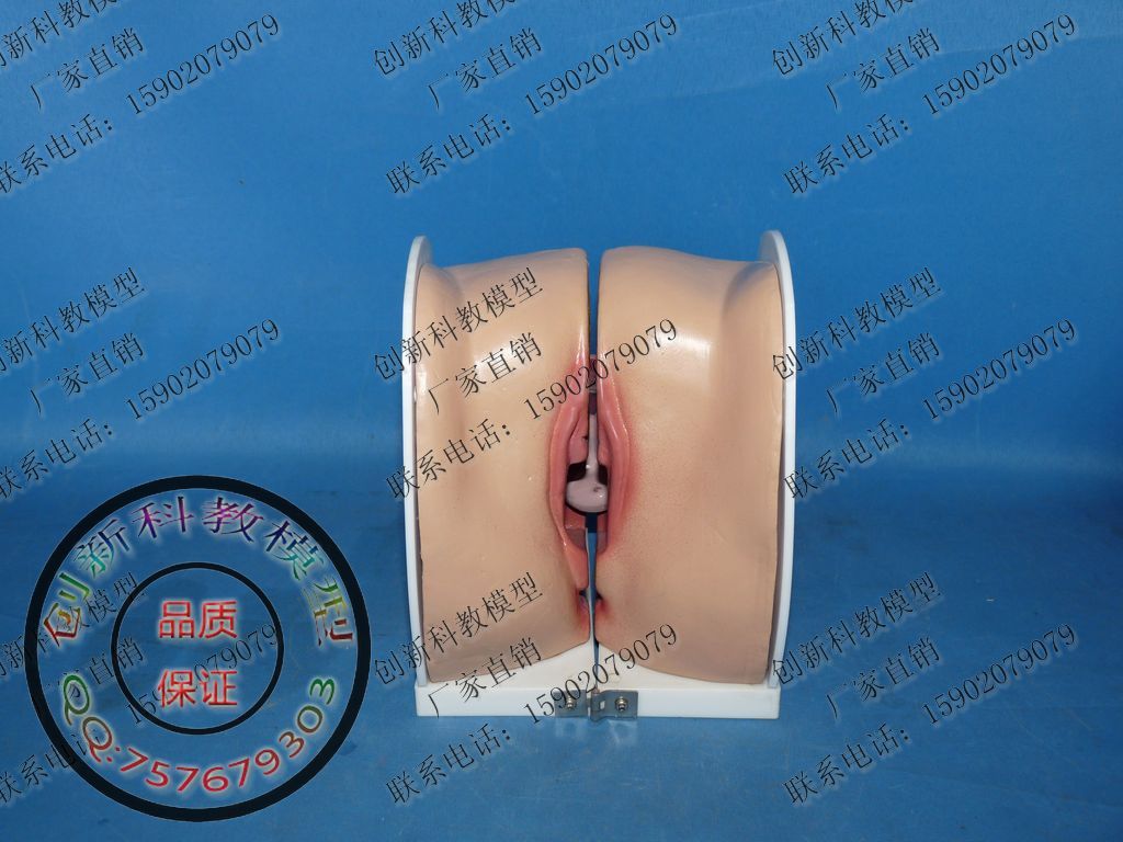 女性子宫上环演示模型 女生殖器解剖模型 计生