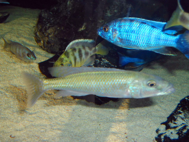 观赏鱼 热带鱼 三湖慈鲷 马鲷 活体 大型HAP 酷