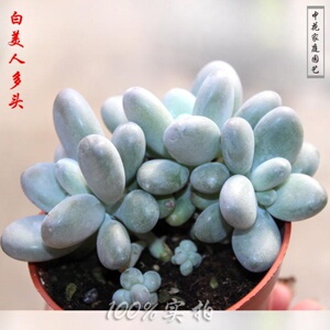 清仓中花『白美人群生』多头萌肉多肉植物肉肉