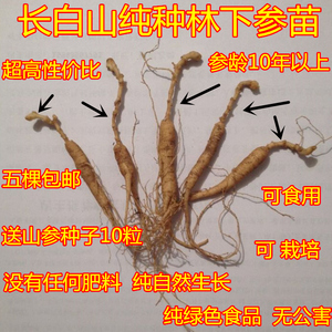人参种苗现状与未来