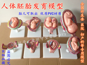 人体胚胎发育模型 妊娠胚胎发育过程 怀孕十月