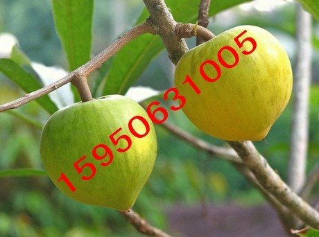 热带植物 蛋黄果树苗 可制果酱、冰奶油、饮料