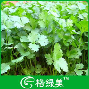 香菜种子芫荽籽香菜籽蔬菜阳台种菜盆栽高出芽率满38包邮