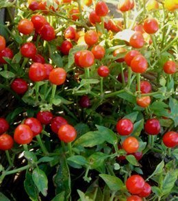 花园街88号*花卉种子 大樱桃椒 红色 2元1克(约150粒)-淘宝网