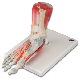 进口配置韧带与肌肉的足部骨骼模型足骨模型脚