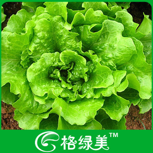油绿生菜蔬菜种子阳台种菜盆栽高出芽率精装满38包邮
