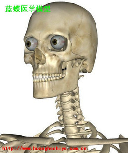 人体骨骼 针灸 模型 强大的三维交互数字解剖软