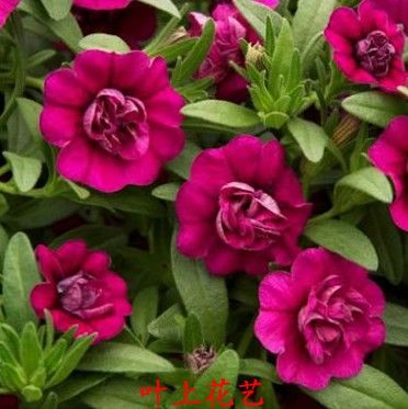 花卉牵牛花种子大花 重瓣 double dark pink 1元/5粒