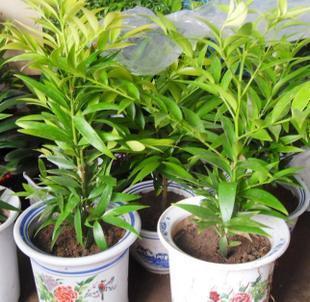 四季常青植物 室内盆栽花卉 铁茉莉 竹柏 小苗9