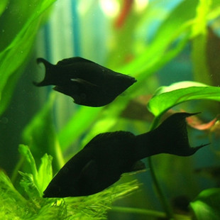 黑玛丽鱼 玛丽鱼 小型鱼 观赏鱼 热带鱼|一淘网
