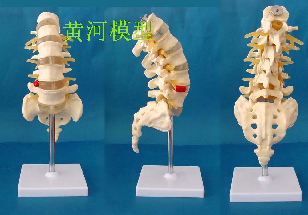 人体尾椎骨 人体模型人体腰椎 人骨人体骨骼医学教具 人体骨架