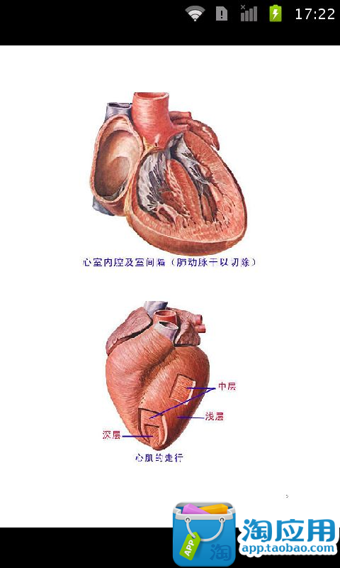 免費下載教育APP|学医必备，人体解剖图大全彩图版 app開箱文|APP開箱王