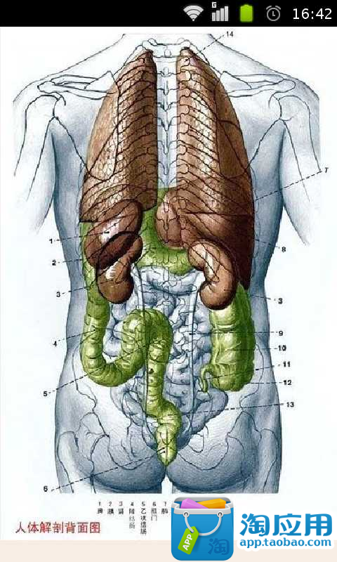 【免費健康App】全套人体解剖图-APP點子