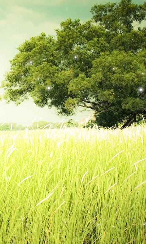 铃声主题：夏天的风