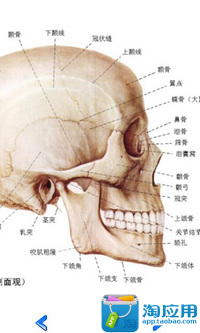 博客來-人體解剖生理學