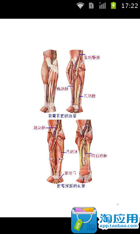 学医必备，人体解剖图大全彩图版